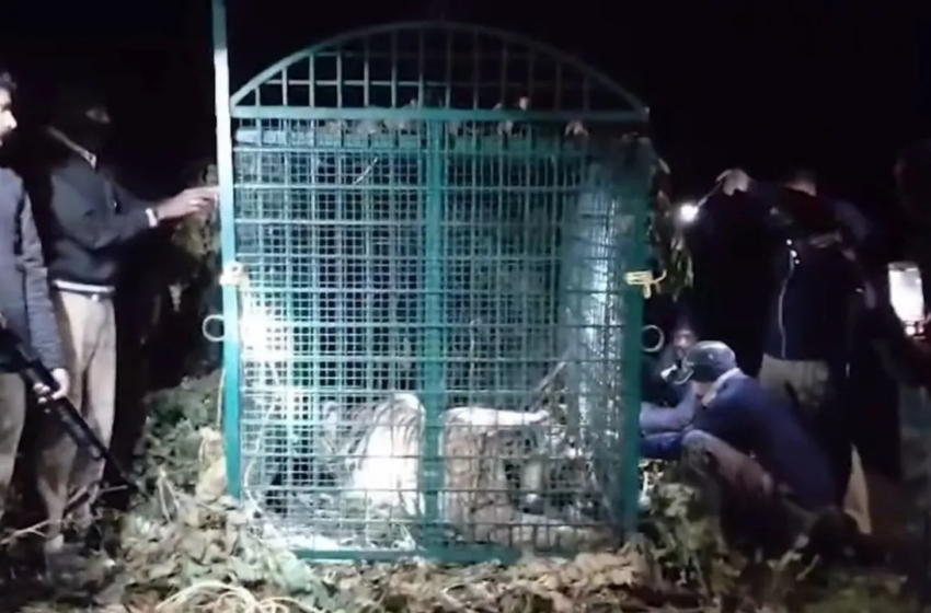  വയനാടിനെ വിറപ്പിച്ച നരഭോജി കടുവ പിടിയിൽ; വണ്ടിക്കടവിൽ വനംവകുപ്പിന്റെ കൂട്ടിലായി