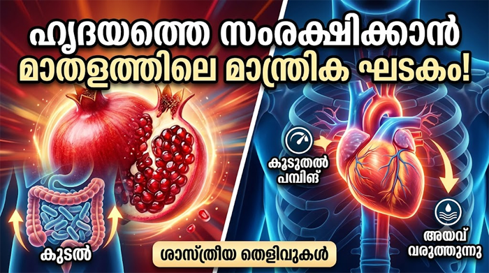  മാതളത്തിലെ വിസ്മയ ഘടകം: ഹൃദയസ്തംഭനത്തെ ചെറുക്കാൻ പുതിയ പ്രതീക്ഷ; നിർണ്ണായക കണ്ടെത്തലുമായി ശാസ്ത്ര ലോകം