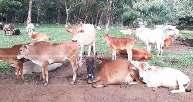  പെരിയാർ പശുവിന് ദേശീയ ബ്രീഡ് അംഗീകാരം; വെച്ചൂരിന് ശേഷം കേരളത്തിന്റെ തനത് നാടൻ കന്നുകാലി വംശം പട്ടികയിൽ